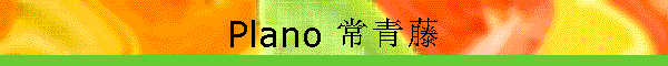 Plano 常青藤