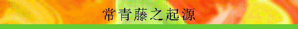 常青藤之起源
